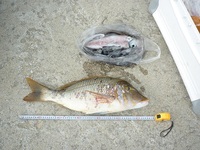 大型タマン夜釣り釣果（またまたでました。）！ 2011/12/18 12:14:07