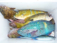 辺野古沖磯、ウンケー島、長島１番、２番釣果！ 2011/12/20 18:27:24