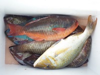 辺野古沖磯、平島、長島釣果！ 2011/12/05 08:51:24