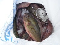 辺野古沖磯長島釣果！ 2012/02/12 12:03:57