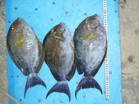 長島フカセ釣果！ 2012/02/12 18:19:14