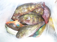 辺野古沖磯フカセ釣り釣果！ 2012/02/25 18:51:14