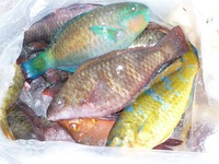 辺野古沖磯　長島・平島釣果！ 2012/02/04 19:29:34