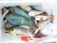 辺野古沖磯平島釣果 2011/08/13 16:14:55