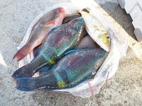 辺野古沖磯フカセ釣り釣果！ 2012/10/27 17:13:18