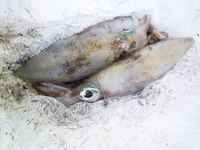 辺野古沖磯フカセ釣り釣果！ 2012/11/13 16:56:04