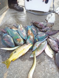 辺野古沖磯フカセ釣果！ 2012/11/21 18:38:32