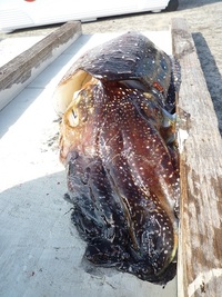 撃沈・・・渡船夜釣り！ 2012/11/25 11:34:21