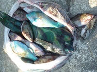 辺野古沖磯フカセ釣り釣果・・・撃沈！ 2012/11/25 17:31:11