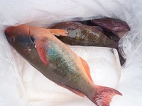 辺野古沖磯フカセ釣果！ 2012/12/29 17:13:23