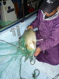 辺野古沖タマンいっぱい！ 2012/12/05 10:56:54
