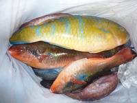 辺野古沖磯フカセ釣り釣果！ 2012/12/08 19:01:06