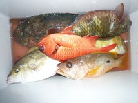 辺野古沖磯フカセ釣り釣果！ 2012/12/11 04:38:54