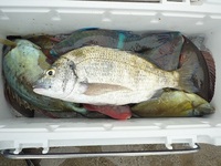 辺野古沖磯フカセ釣果！ 2012/04/29 15:41:13