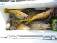 辺野古沖磯フカセ釣果！ 2012/04/07 18:22:34