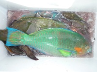 辺野古沖磯フカセ釣り釣果！ 2012/05/13 10:49:03