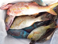 辺野古沖磯フカセ釣り釣果！ 2012/05/26 18:02:08