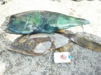 辺野古沖磯フカセ釣り釣果！ 2012/05/04 08:21:45