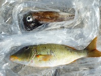 辺野古沖磯夜釣り釣果！ 2012/05/05 19:17:21