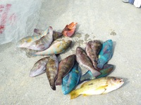 辺野古沖長島、平島フカセ釣り釣果 2011/05/09 06:57:26