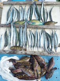 辺野古沖磯フカセ釣り釣果！ 2012/07/22 18:31:42