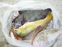 辺野古沖磯長島、安部先、キャンプシュワー部前釣果 2011/07/26 19:43:46
