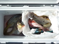 辺野古沖磯長島夜釣り釣果 2011/07/31 08:42:40