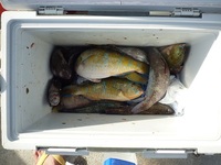 辺野古沖磯長島１番、２番釣果 2011/07/31 18:49:04