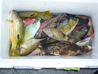 辺野古沖磯、平島、長島　釣果 2011/09/24 19:25:13