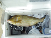 辺野古沖磯平島夜釣り 2011/05/08 13:51:19