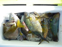 辺野古沖磯長島釣果 2011/06/19 17:35:49