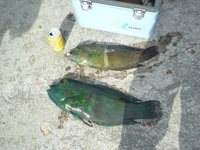 辺野古沖磯長島釣果 2011/06/14 18:06:22
