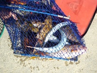 辺野古沖磯長島、平島釣果 2011/07/03 19:16:37