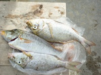 辺野古沖磯平島夜釣り釣果 2011/06/05 16:27:11