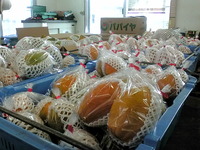 でーじたくさん採れます！！ 2009/10/06 22:37:13