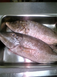 お魚