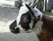 動物園+海