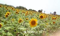 ひまわり　to　散歩 2009/06/08 21:25:49
