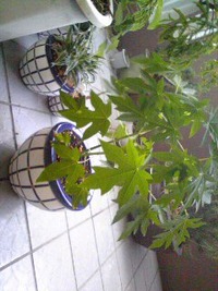 人生は突然に？！ 2009/07/02 19:23:49