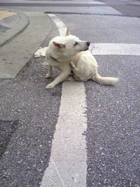 白いわんこ。お父さん？？ 2009/07/10 08:13:29