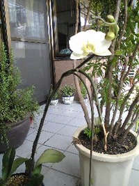 咲いた♪咲いた♪ 2009/08/01 10:44:35