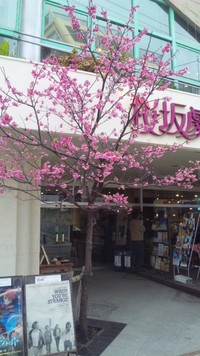 桜坂の桜 2011/02/12 11:01:48