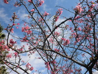 ２月になりました 2012/02/11 14:38:28