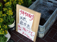 岩かき