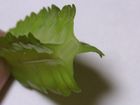 四角豆