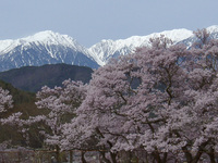 高遠城址公園 2006/04/22 09:00:00