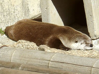 カナダカワウソ