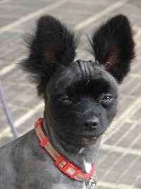 ハイエナ犬？