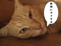 梅雨どき、どうやって痩せる 2011/05/02 22:31:42