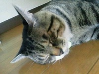 本日の猫 2011/07/23 23:25:45